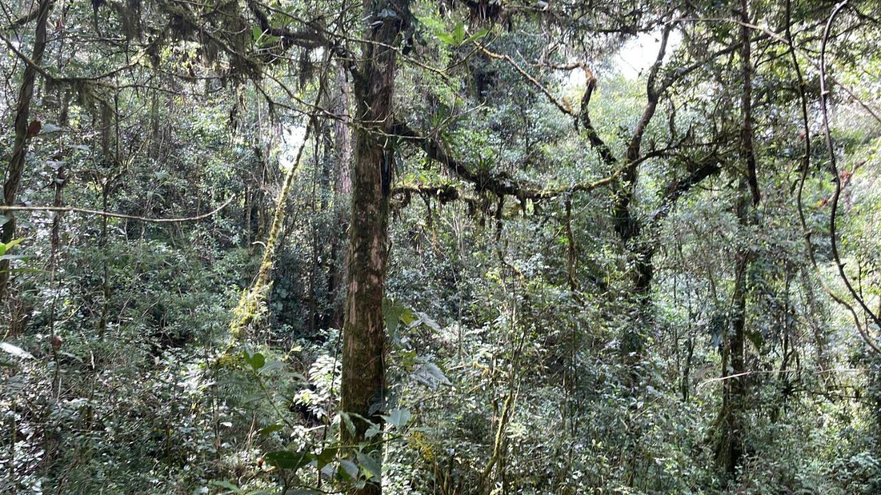 La Bromelia/Cabana De Montana, Cerro De La Muerte. Villa Картаго Екстериор снимка